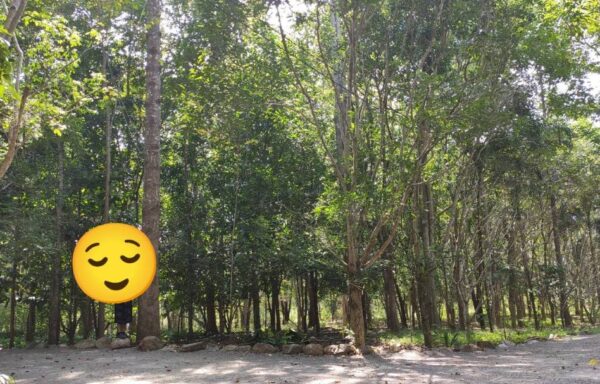 ที่ดินสวนป่าแปลงสวย 22 ไร่ ติดถนนใหญ่ ใกล้ทางไปสวนผึ้ง ราชบุรี – 0064LD